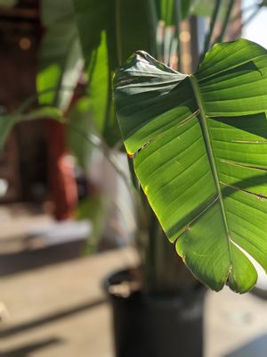 Decor at The Moth Cafe - Downtown in Edmonton
