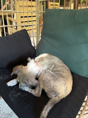   at La Bruja Vegan Foods in Antigua