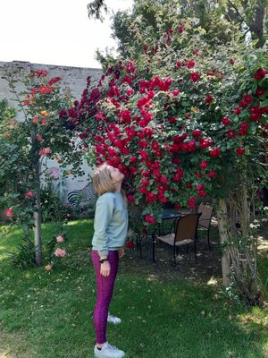 Roses in the garden at Watson's Veggie Garden in Visalia