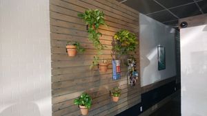 Plants everywhere at Real Roots Cafe in Fort Oglethorpe