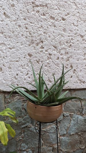  at Hierba Dulce in Oaxaca