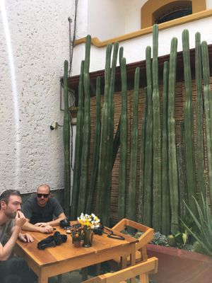 courtyard at Hierba Dulce in Oaxaca