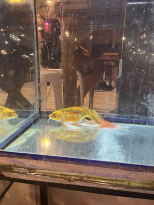   at Thai Herb in Khao Sok