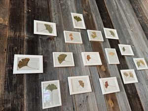 gin(g)ko collection  at Ginko in Graz