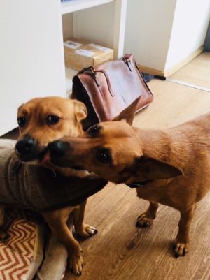 Dogs are more than welcome, too :) at Anni's Bröselei in Vienna