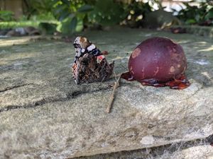 Nearby butterfly enjoying a plum! at World Peace Cafe in York