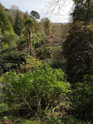  at Trebah Garden in Falmouth