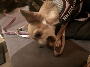 Enjoying doggy pizza at Purezza Camden in London