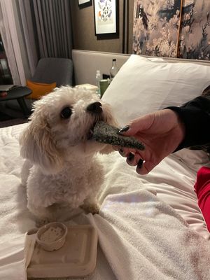 Frances enjoying her dog menu biscuit at Purezza Camden in London