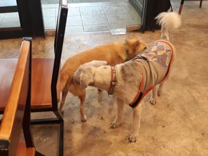 Dog-friendly at Basecamp Coffee House in Chiang Mai