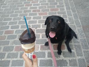 Dark chocolate and banana & cinamon. Vegan and delicious! 💚🌱 at Il Gelato del Mercato in Tenerife