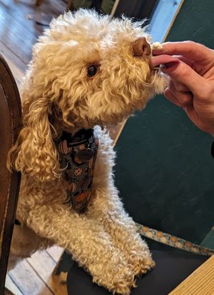  at The Wildcat in Fort William