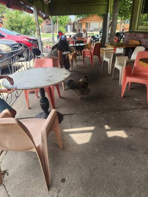 Cute rooster walking around "Cocoa" at Red Cup Coffee House in Oklahoma City