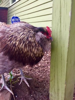 Coco at Red Cup Coffee House in Oklahoma City