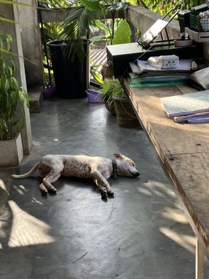 decoration dog😜 at Shady Lane in Mirissa