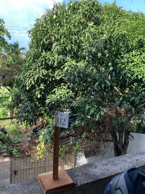 view on mango tree   at Shady Lane in Mirissa