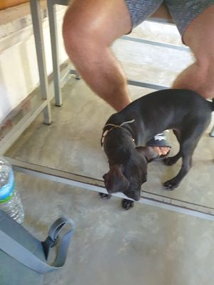 Puppy at Shady Lane in Mirissa