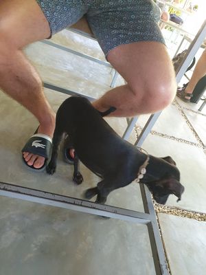 Puppy at Shady Lane in Mirissa