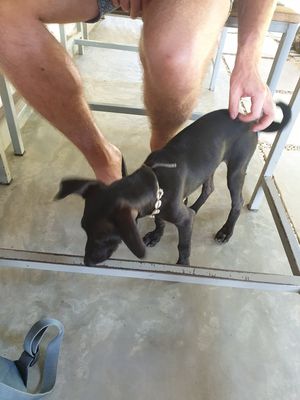 Puppy at Shady Lane in Mirissa