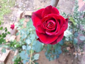 The pure nature around Casa Divina, surrounded by beautiful views, enchants you with its silence and magic. at Casa Divina in Pisa