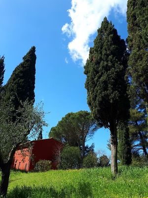 Our beloved Trees at Casa Divina in Pisa