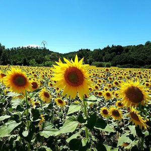 Sunflowers around Casa Divina at Casa Divina in Pisa
