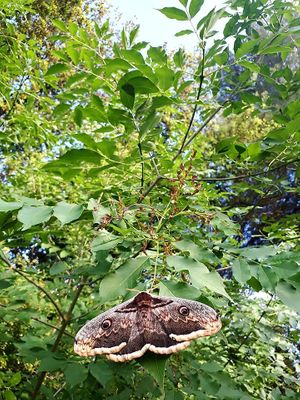 Emperor moth, so beautiful!!! at Casa Divina in Pisa