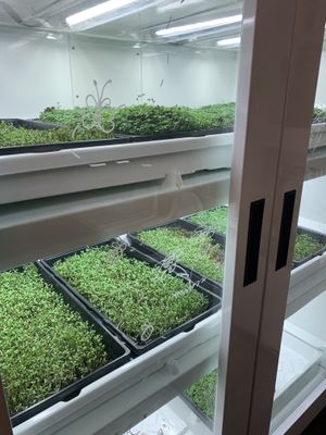 They grow their own microgreens.  at Eight - The Health Lounge in Lisbon