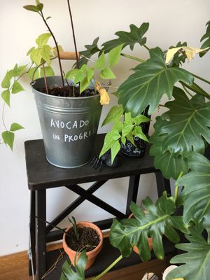 Plants, relaxing decor  at Eight - The Health Lounge in Lisbon