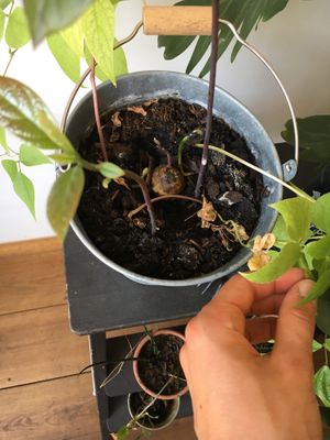 Avoooo 🥑 at Eight - The Health Lounge in Lisbon