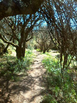 Free guided walks. I love to walk with my dog, your always welcome to explore the village and it's countryside  at Casa Das Flores in Tomar