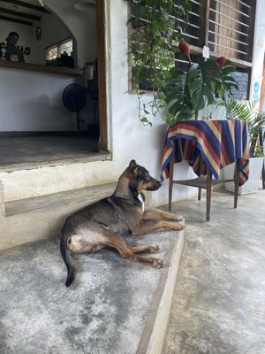 Street dog at Duni in Minca