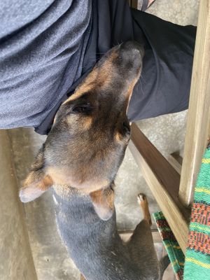 New best friend at Duni in Minca