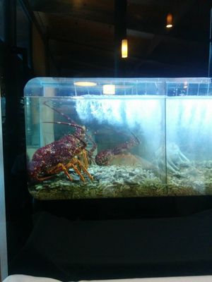 Live crays, captive animals at Olinda Tea House in Olinda