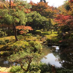 gorgeous view of the garden at Tofu Restaurant Seigen-in - 西源院 in Kyoto