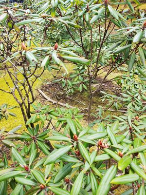  at Tenryuji Temple Shigetsu in Kyoto