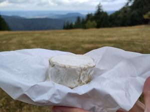 Tomme VII at Cremerie Vegane in Geneva