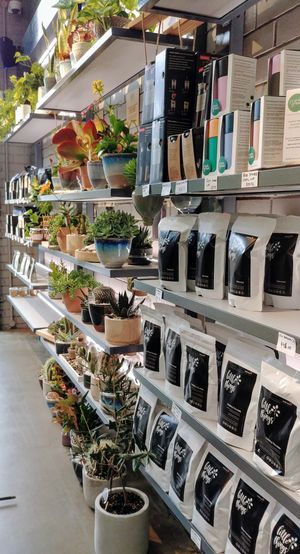 Take home coffee and plants at Little Things Coffee in Blackburn