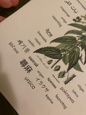   at The Singing Nettle - Žara iz duvara in Sarajevo