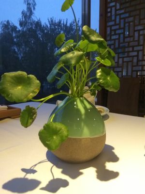 Greenery at Suhe Vegetarian Lifestyle in Beijing