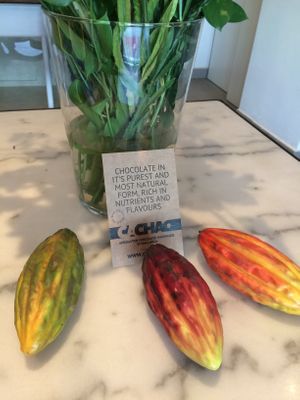 Cachao.  at Cachao Chocolate Manufactury  in Mallorca