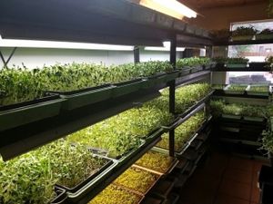 growing their own greens at Turtle Lake Refuge in Durango