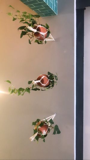 Plant  at Nicolau Lisboa in Lisbon