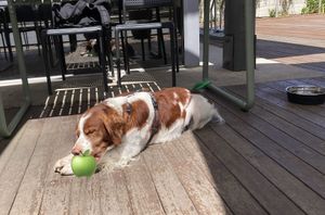 Very dog-friendly  at Whitby in Bendigo