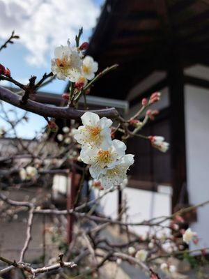  at Obakusan Manpukuji Oryukaku in Uji