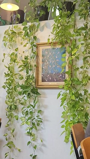  at Dicki's in New Farm