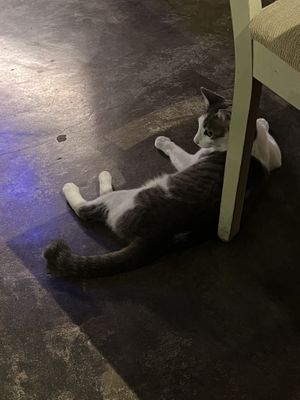   at The Red Tomato in Langkawi