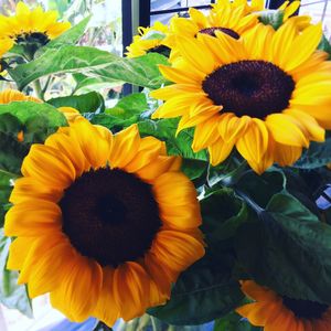 Sunny Flowers at Biang Bistro  at Biang Bistro in Da Lat