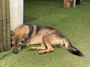 The Fisherman Vegan Restaurant, An Bang Beach, Hoi An  at The Fisherman Vegan Restaurant   in Hoi An