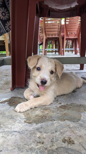 Cutest little puppy, hungry for shoelaces and anything that gives him attention at Phong Nha Vegan in Phong Nha